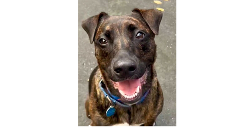 picture of the dog needing adoption