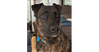 Chuck - Photo 1