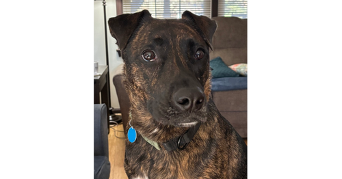 CHUCK - Terrier / Belgian Shepherd Malinois for adoption in Annapolis