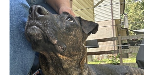 CHUCK - Terrier / Belgian Shepherd Malinois available for adoption