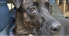 Chuck - Photo 3