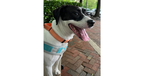 picture of the dog needing adoption