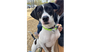 adoptable Dog in  named Lassie