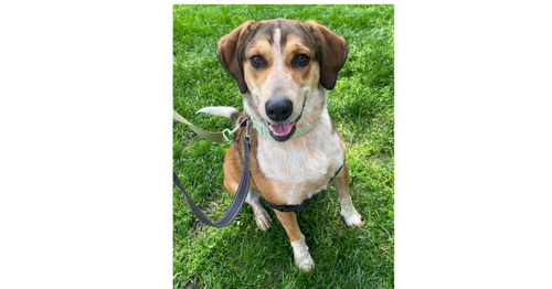 picture of the dog needing adoption