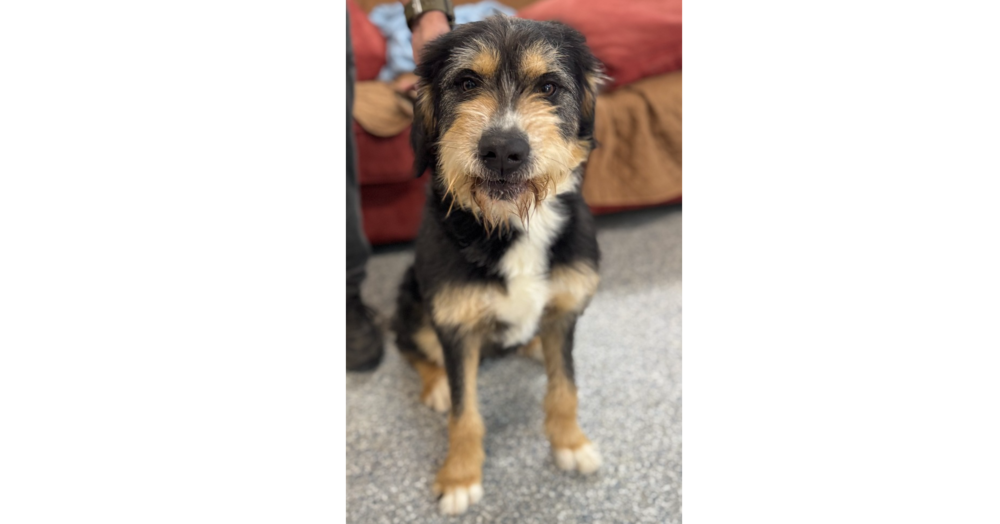 adoptable Dog in Greenbelt, MD named Timmy