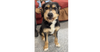 adoptable Dog in greenbelt, MD named Timmy