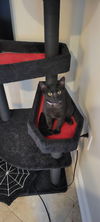 adoptable Cat in Greenbelt, MD named Abby