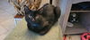 adoptable Cat in Greenbelt, MD named Austin
