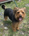 adoptable Dog in  named Twix