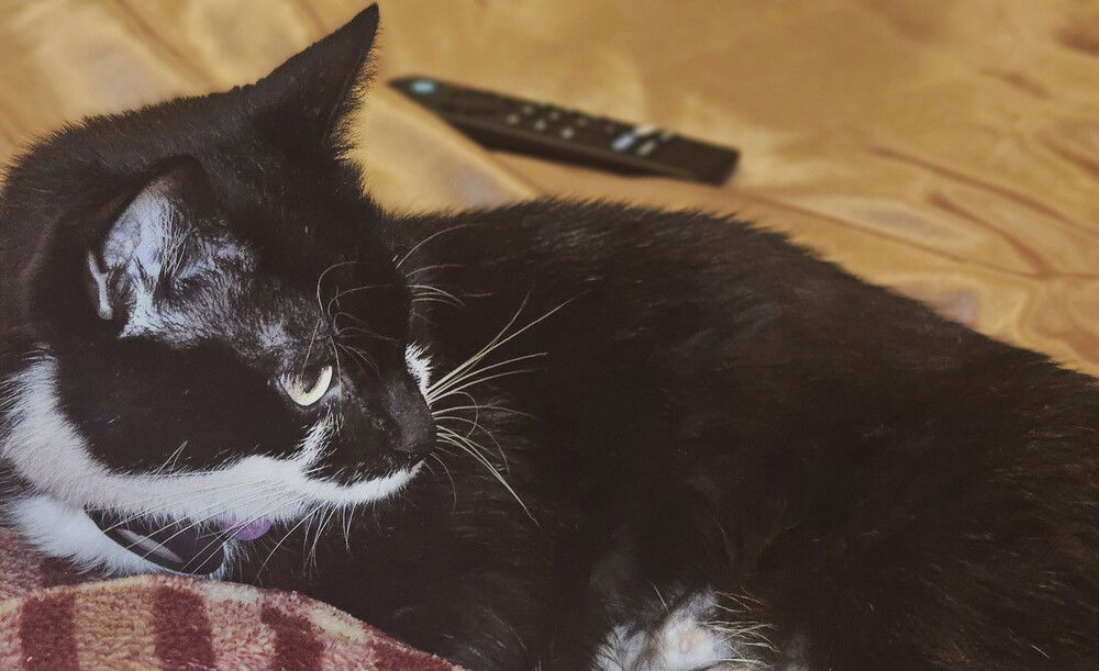 adoptable Cat in Greenbelt, MD named Zara