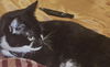 adoptable Cat in greenbelt, MD named Zara