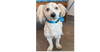 adoptable Dog in  named Bert
