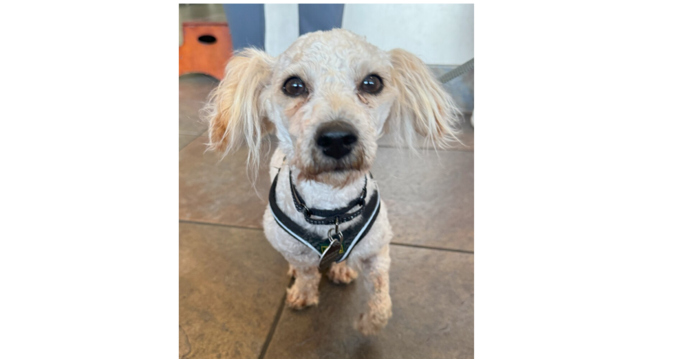 adoptable Dog in Greenbelt, MD named Ernie