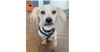 adoptable Dog in  named Ernie