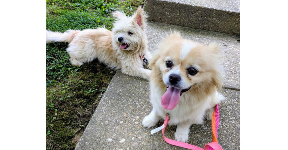 adoptable Dog in Greenbelt, MD named Coco
