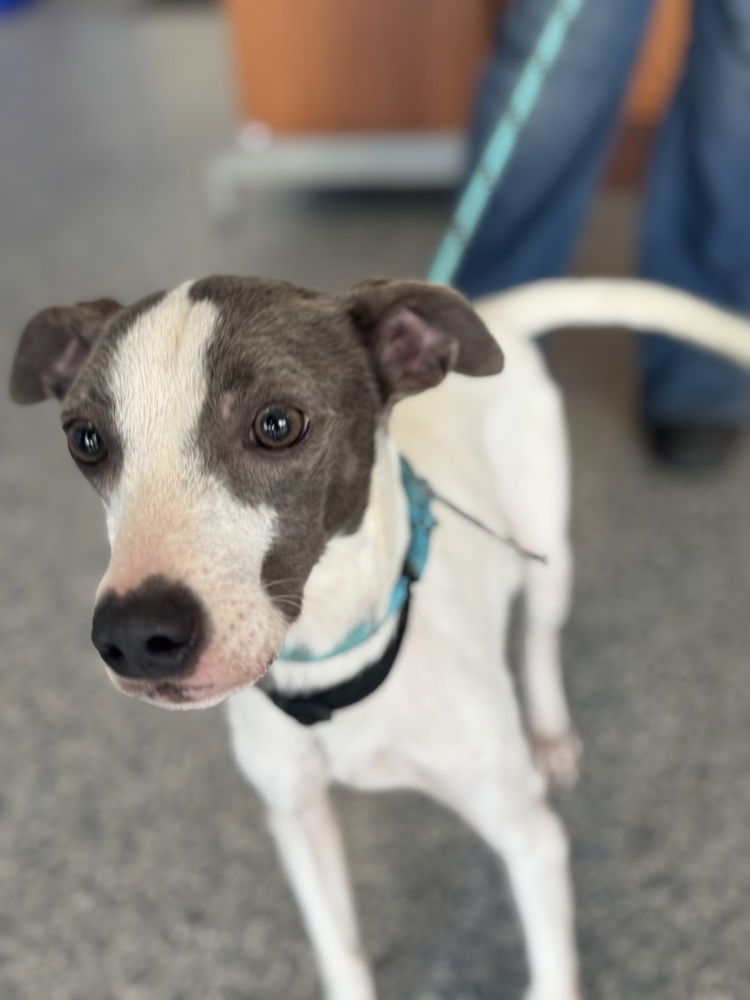 adoptable Dog in Greenbelt, MD named Presto