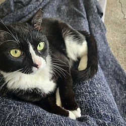 adoptable Cat in Greenbelt, MD named Skinny