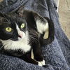 adoptable Cat in greenbelt, MD named Skinny