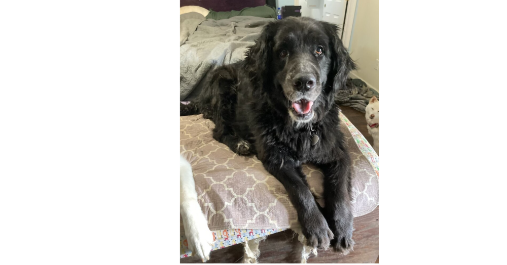 adoptable Dog in Greenbelt, MD named Shiloh