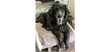 adoptable Dog in  named Shiloh
