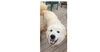 adoptable Dog in  named Bo