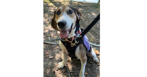 picture of the dog needing adoption