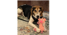 Huck - Photo 1