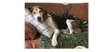 Huck - Photo 2