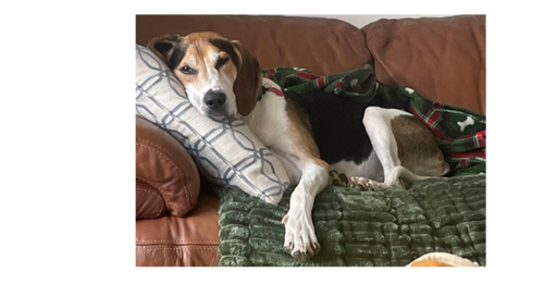 HUCK - Hound / Treeing Walker Coonhound available for adoption