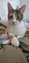 Sassafras - Photo 2