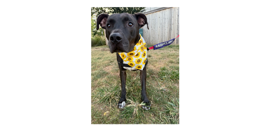 picture of the dog needing adoption