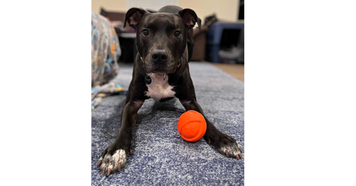 picture of the dog needing adoption