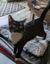 Huntrix - Photo 3