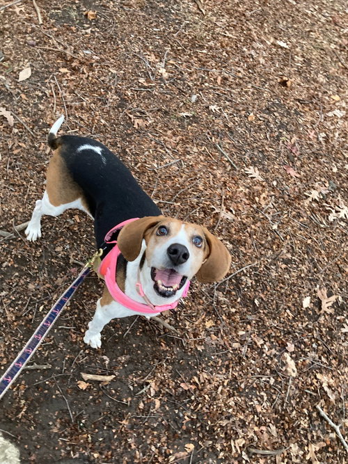 picture of the dog needing adoption