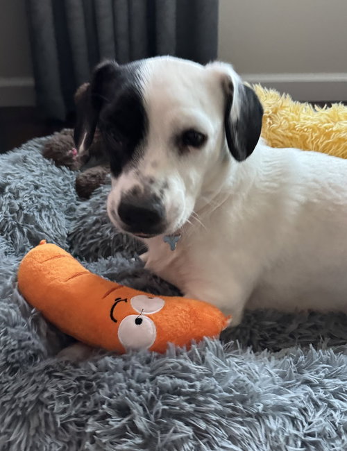 Lainey, an adoptable Hound in Greenbelt, MD
