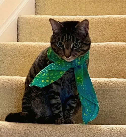 THEO - Domestic Short Hair available for adoption