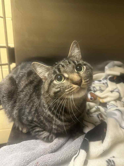 THEO - Domestic Short Hair available for adoption