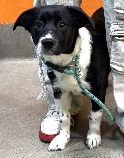 picture of the dog needing adoption