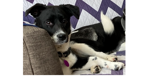 picture of the dog needing adoption