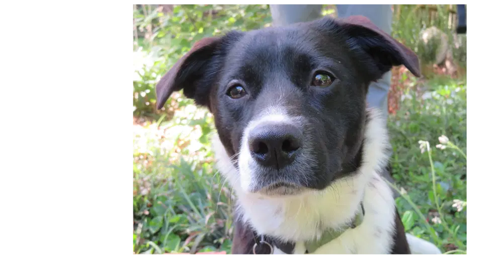 Minnie - Border Collie