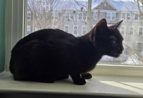 Belladonna