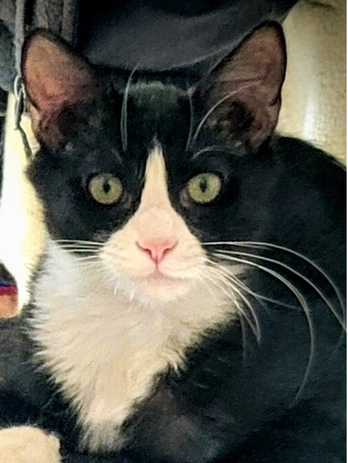 Max, Baby Domestic Medium Hair (long coat), cat for adoption in Manassas, Virginia