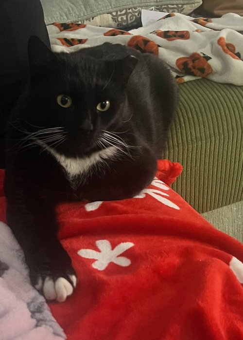Butternut, an adoptable Domestic Short Hair in Greenbelt, MD