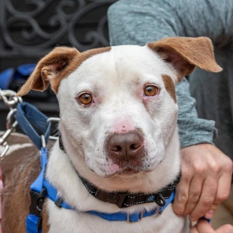 Rocco, an adoptable Labrador Retriever in Greenbelt, MD