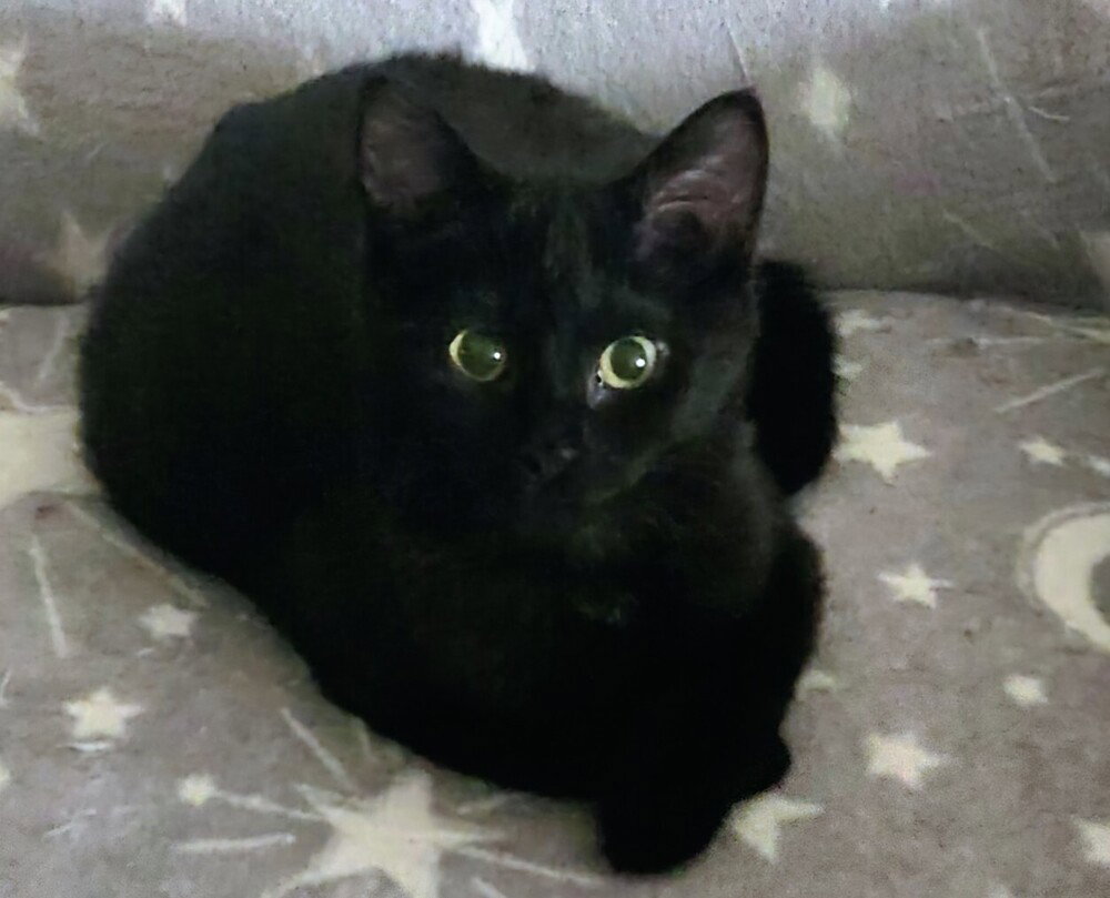 Izzy