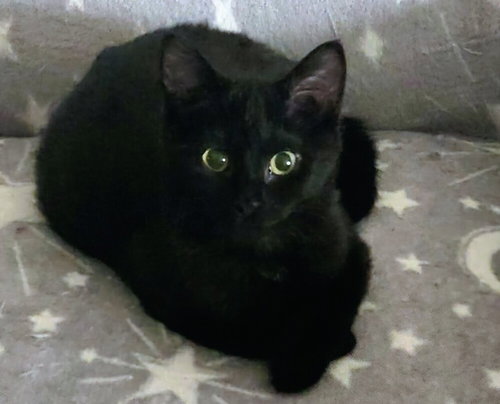 Izzy, Baby Domestic Short Hair (short coat), cat for adoption in Manassas, Virginia