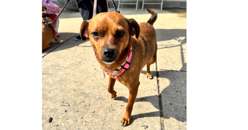 Sassy, an adoptable Chihuahua in Greenbelt, MD