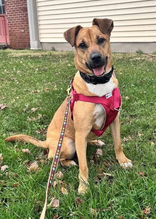 picture of the dog needing adoption