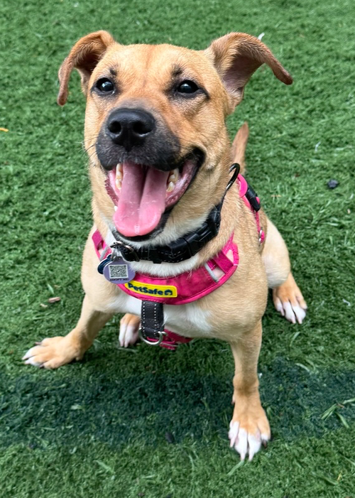 Honey, an adoptable Labrador Retriever in Greenbelt, MD