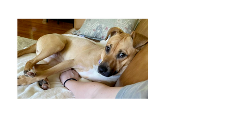 Honey, an adoptable Labrador Retriever in Greenbelt, MD